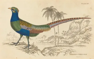 Phasianus Versicolor