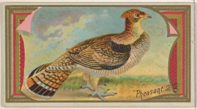 Pheasant, from the Game Birds series (N13) for Allen & Ginter Cigarettes Brands