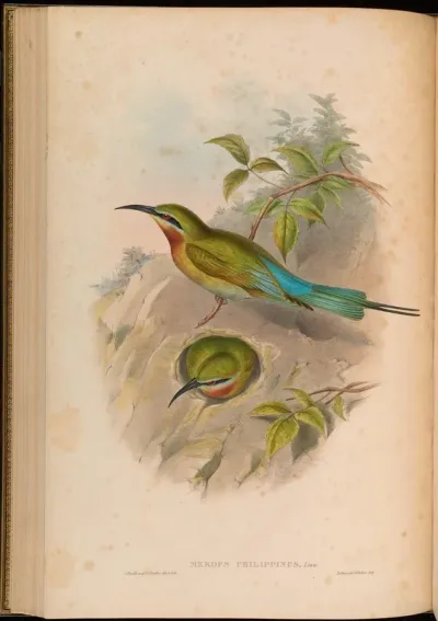 Philippine Bee-eater