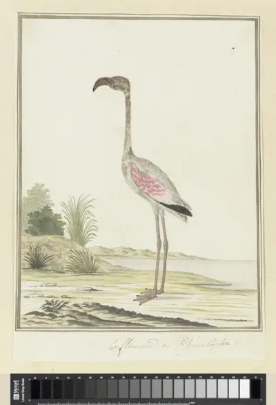 Phoeniconaias minor (Kleine flamingo)