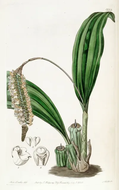 Pholidota imbricata