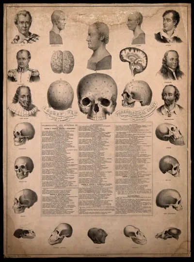 Phrenological chart with portraits of historical figures and illustrations of skulls exhibiting racial characteristics
