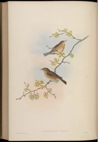 Phyllopneuste tristis