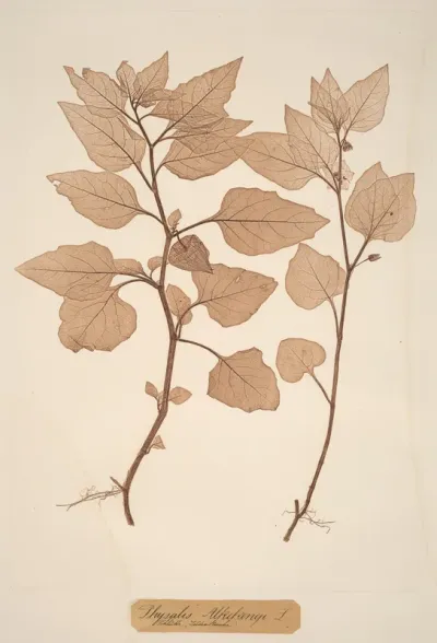 Physalis Alkekengi