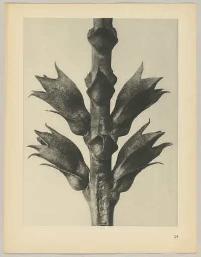 Physostegia virginiana