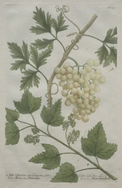Phytanthoza iconographia:  No. 1017