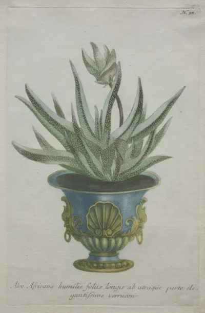 Phytanthoza iconographia:  No. 58