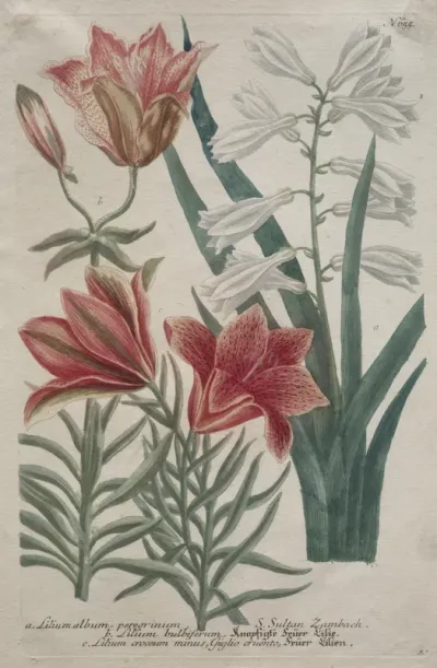 Phytanthoza iconographia:  No. 655