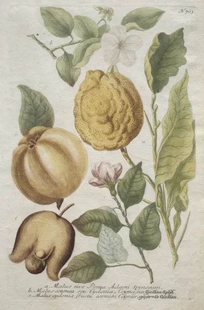 Phytanthoza iconographia:  No. 703