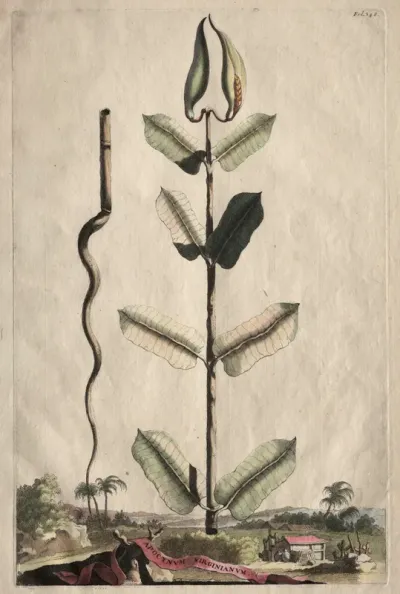 Phytographia Curiosa:  Apocynum Virginianum