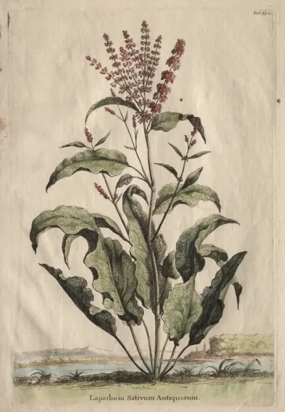 Phytographia Curiosa:  Lapathum Sativum Antiquorum