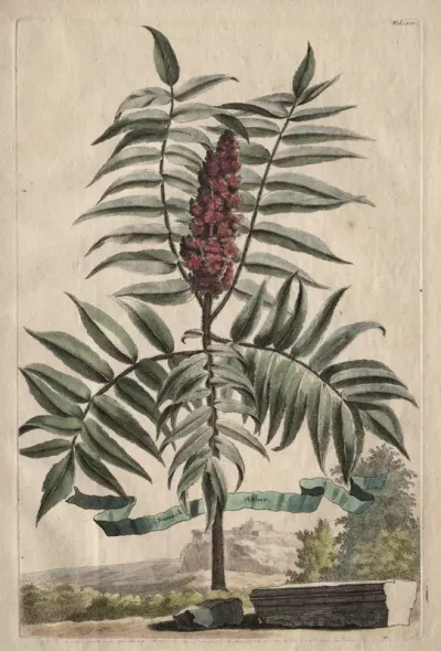 Phytographia Curiosa:  Sumach Arbor