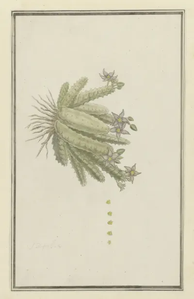 Piaranthus geminatus (Masson) N.E. Br.