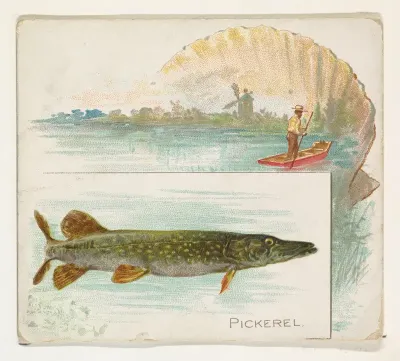 Pickerel, from Fish from American Waters series (N39) for Allen & Ginter Cigarettes