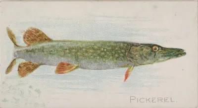 Pickerel, from the Fish from American Waters series (N8) for Allen & Ginter Cigarettes Brands