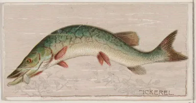 Pickerel, from the series Fishers and Fish (N74) for Duke brand cigarettes