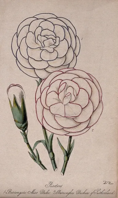 Picotees or carnations (Dianthus caryophyllus): flowers from two different cultivars