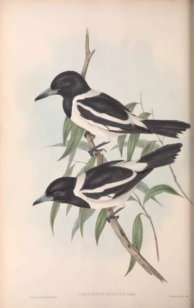 Pied Crow-Shrike