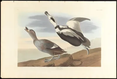 Pied Duck