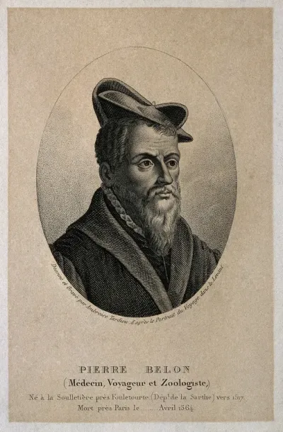 Pierre Belon. Stipple engraving by A. Tardieu