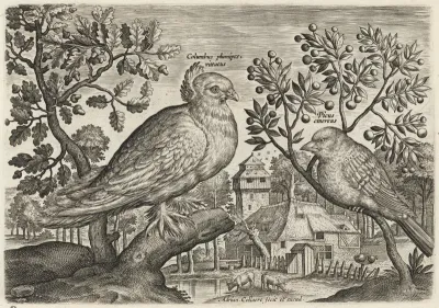Pigeon and Finch