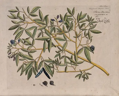 Pigeon pea (Cajanus cajan (L.) Huth): branch with flowers and pods, separate flower, sectioned flower and seed