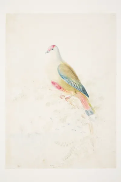 Pigeon (size of life) Loyalty Isles