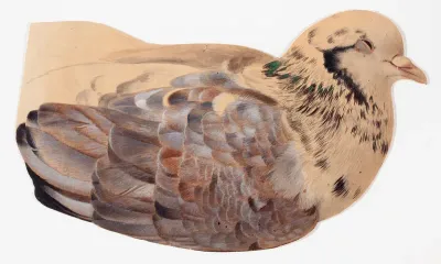 Pigeon, sketch