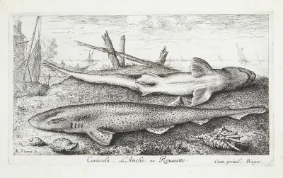 Pighaj (Canicula)