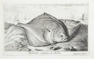 Pighvar (Rhombus adeatus)