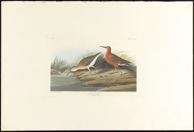 Pigmy Curlew