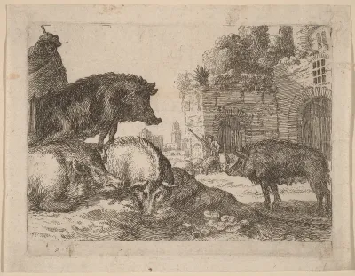 Pigs
