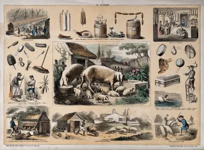 Pigs and a litter of piglets, surrounded by vignettes showing the use of porcine products