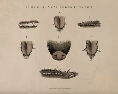 Pigs' teeth: seven figures showing the stages of development in pigs of different ages