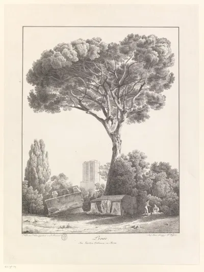 Pijnboom in de tuin van Colonna te Rome