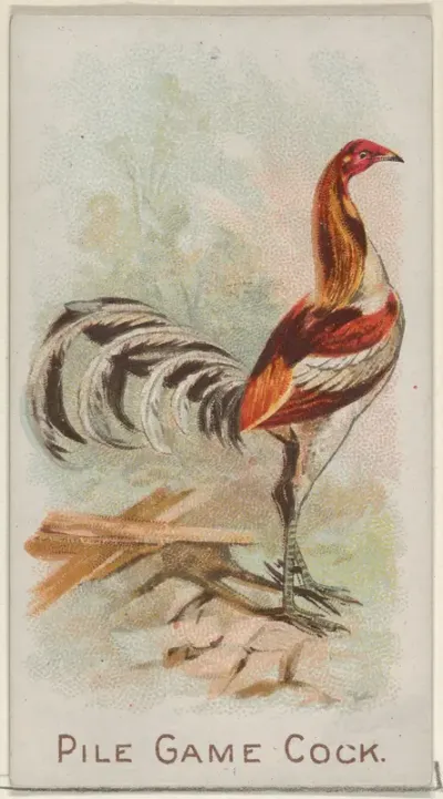 Pile Game Cock, from the Prize and Game Chickens series (N20) for Allen & Ginter Cigarettes