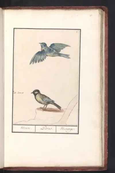 Pimpelmees (Cyanistes caeruleus) en koolmees (Parus major)
