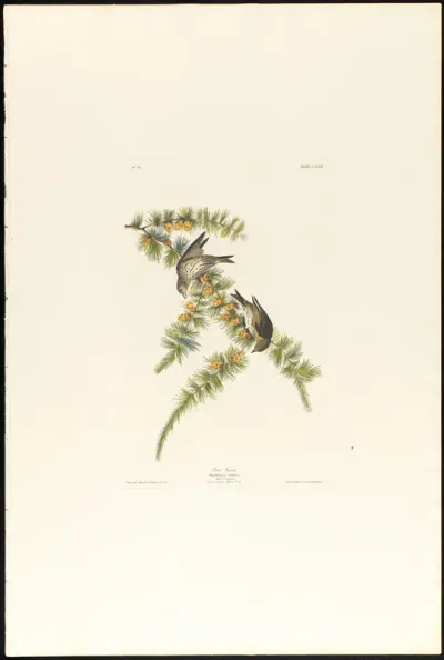 Pine Finch