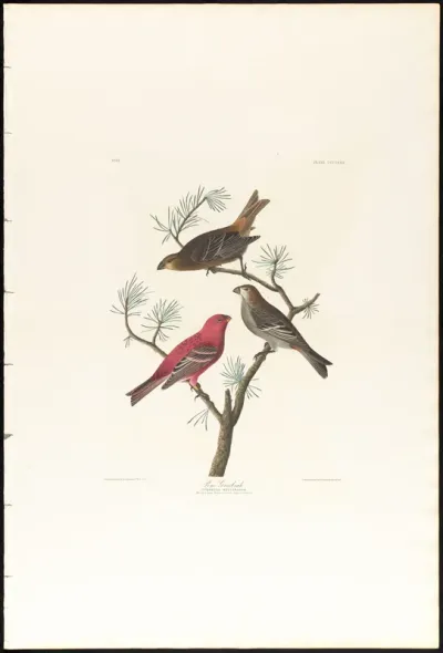 Pine Grosbeak