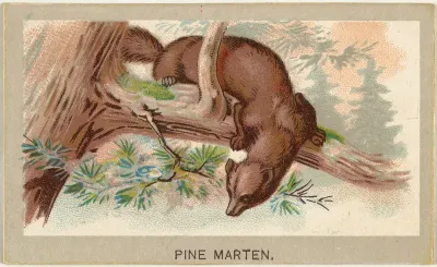 Pine Marten, from the Animals of the World series (T180), issued by Abdul Cigarettes