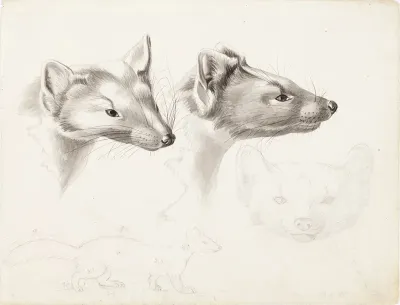 Pine Martens