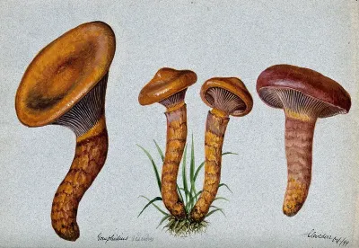 Pine spike cap fungus (Chroogomphus rutilus): four fruiting bodies