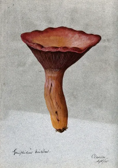 Pine spike cap fungus (Chroogomphus rutilus): one fruiting body