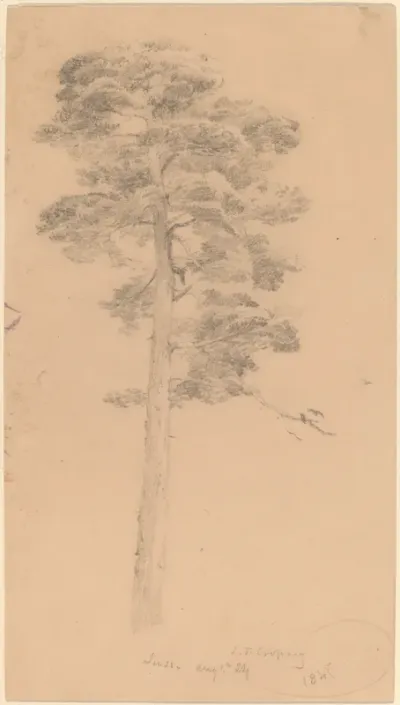 Pine Tree