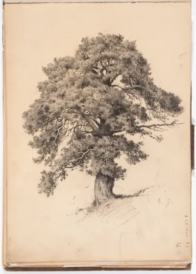 Pine Tree, page from Järnefelt's sketchbook