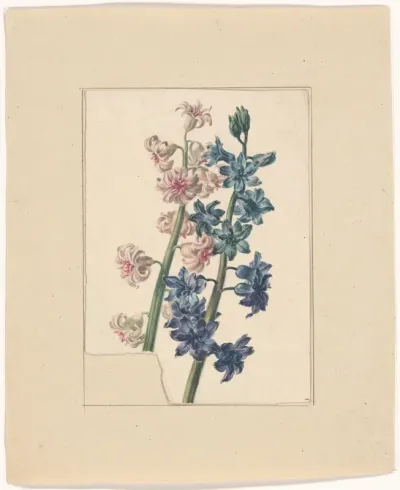 Pink and blue hyacinth