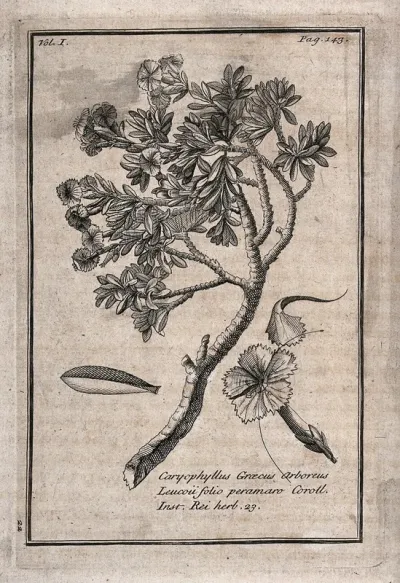 Pink (Dianthus): flowering stem with separate flower