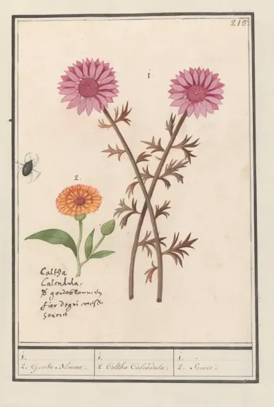 Pink Flower (unknown) and Marigold (Calendula officinalis)
