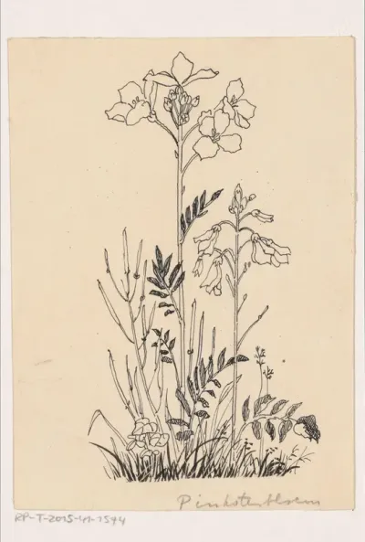Pinksterbloem