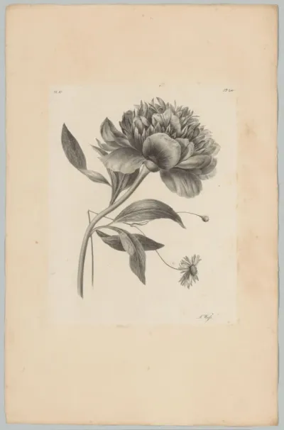 Pioenroos en andere bloem